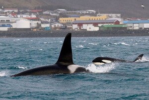 orca watching Iceland