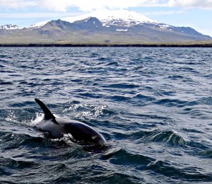 iceland whale watching from olafsvik