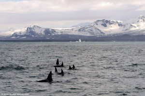 boat tour in Iceland - whale watching Snaefellsnes