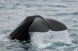 sperm whale watching in Iceland