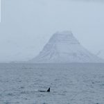 boat tour snaefellsnes - orca next to Kirkjufell