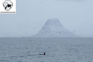 boat tour snaefellsnes - orca next to Kirkjufell