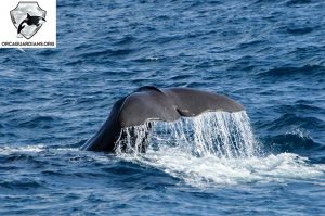 sperm whale pictures iceland