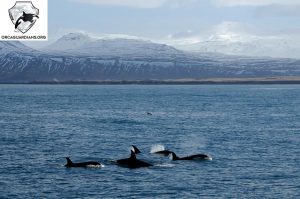 Orcas in Iceland - Killer Whales Snaefellsnes