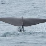 sperm whales in Iceland - boat tour in Snaefellsnes