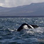 sperm whale watching iceland