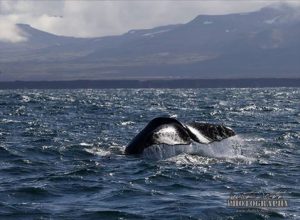 sperm whale watching iceland