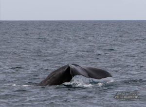 sperm whale in Snaefellsnes