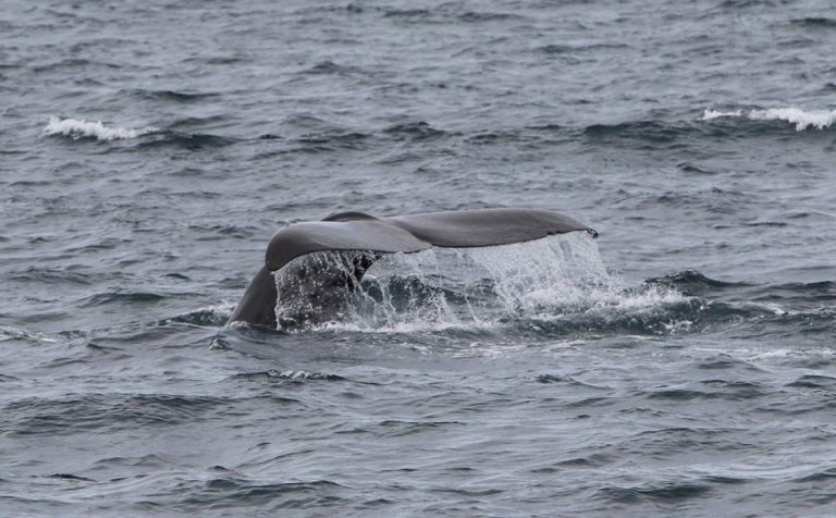 sperm whale migration iceland - lakitours.com