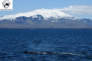 whale watching olafsvik with láki tours