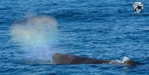 sperm whale snaefellsnes láki tours