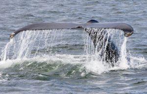 whale watching holmavik