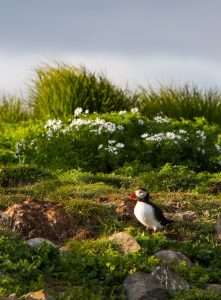 iceland puffin tour from snaefellsnes
