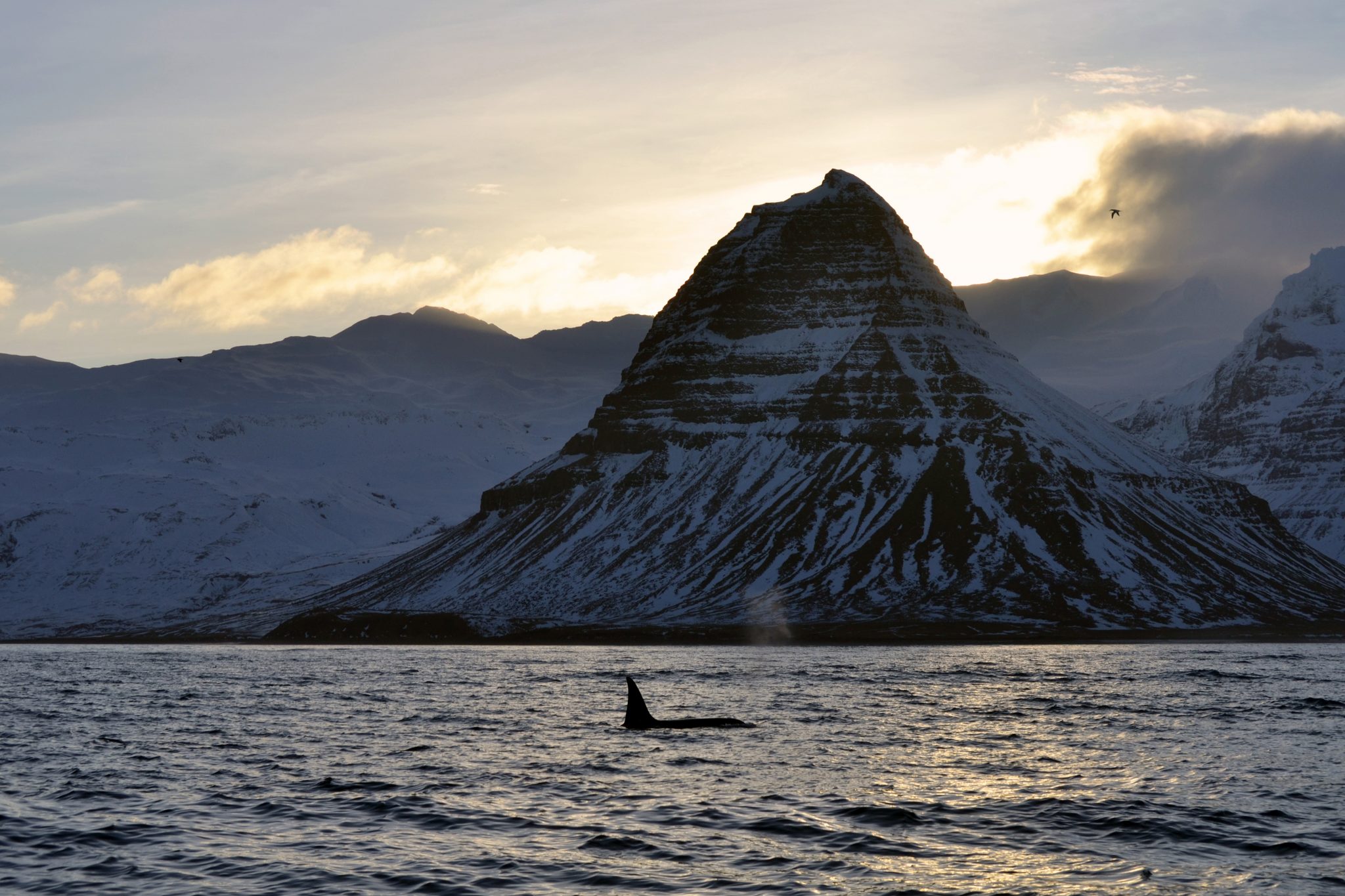 whale watching grundarfjordur