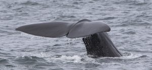 iceland sperm whale watching