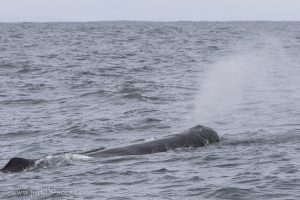 sperm whale watching snaefellsnes