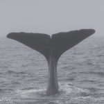 sperm whale iceland