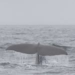 sperm whale iceland