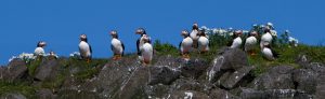puffins in snaefellsnes