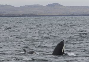 orcas in Olafsvik Iceland