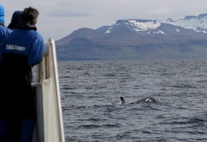 whale watching grundarfjordur