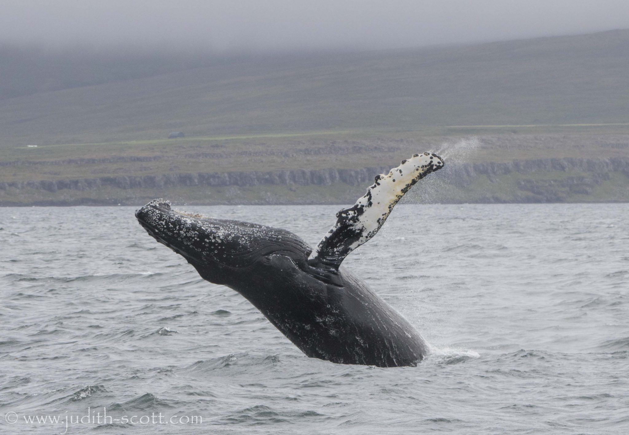 whale watching in the Westfjords