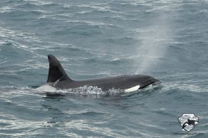 Icelandic orca facts
