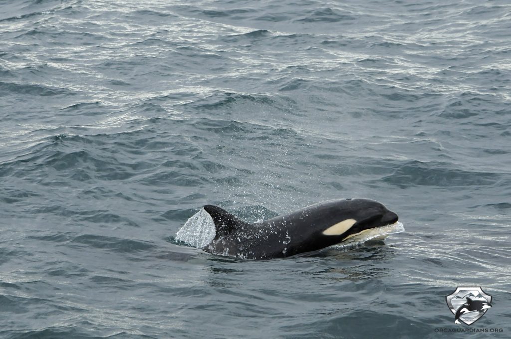 3107 young orca - lakitours.com