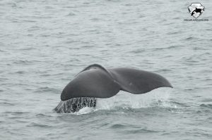 sperm whales in iceland