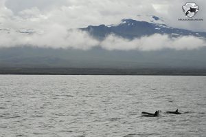 orca watching iceland