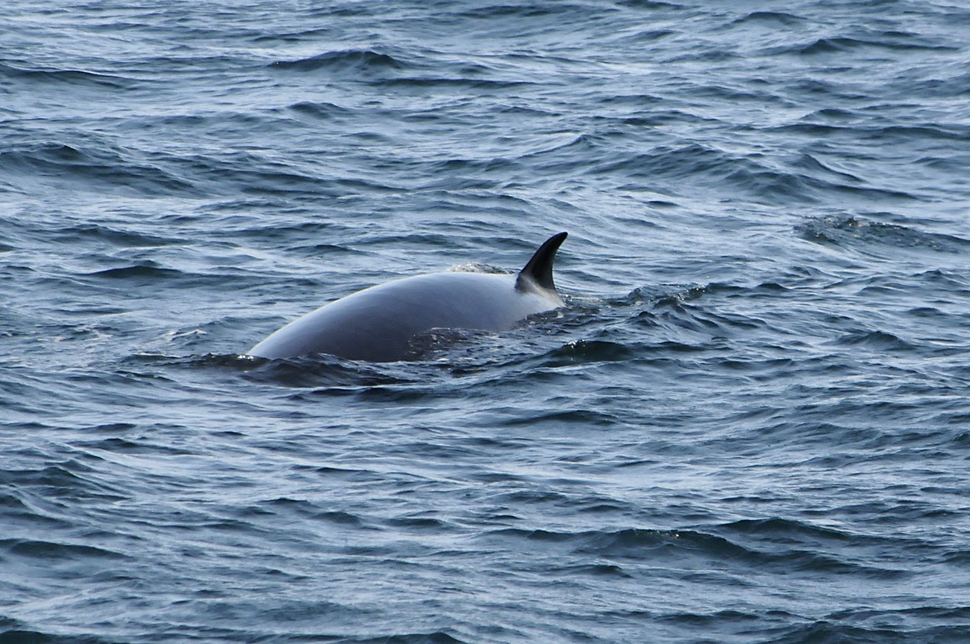 250818 Minke whale - lakitours.com