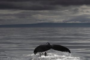 Holmavik whale watching in September