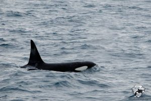 Iceland Orca Watching in January