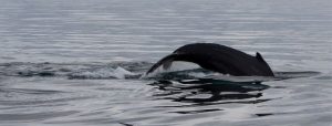Iceland Whale Watching in September