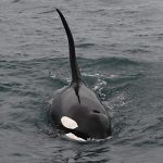 Orca Watching Iceland March