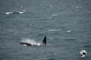 Orca Watching Snaefellsnes March