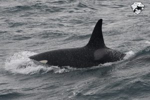 Orca Watching Snaefellsnes in March