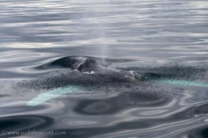 Westfjords Whale Watching in September