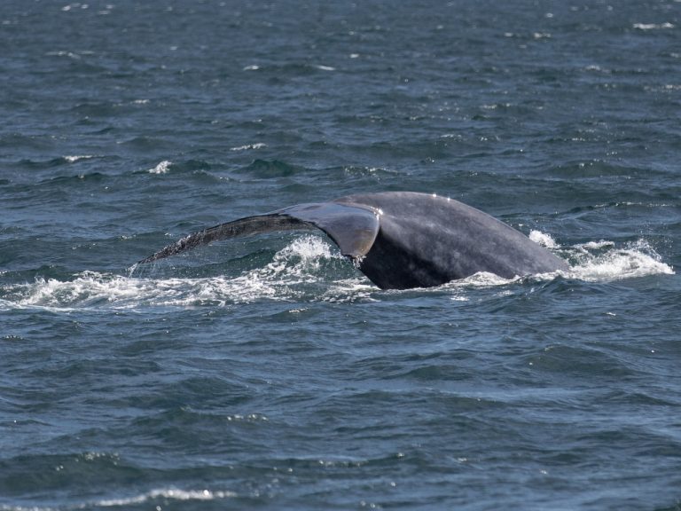 Láki Tours - A Huge Blow in the Distance - Blue Whales in Iceland