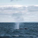 blue whales in iceland