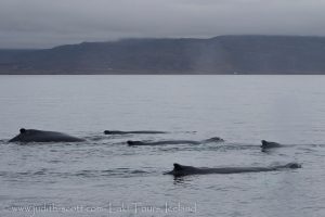 holmavik whale watching september