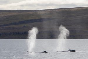 holmavik whales september
