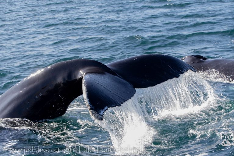 Iceland Humpback Whales In September - Lakitours.com