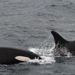 iceland orca watching snaefellsnes in march