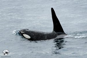 iceland orca whale watching february