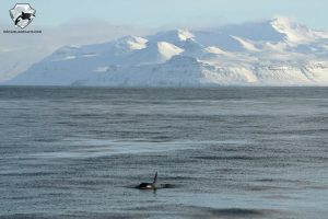 iceland whale watching february