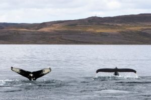 laki tours whale watching september