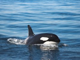 walbeobachtung snaefellsnes - orcas in island