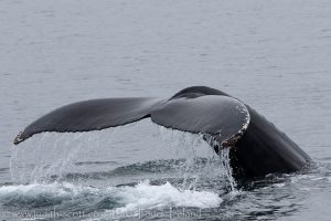 westfjords humback whales september