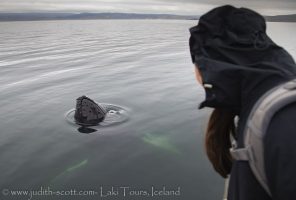 whale watching westfjorde